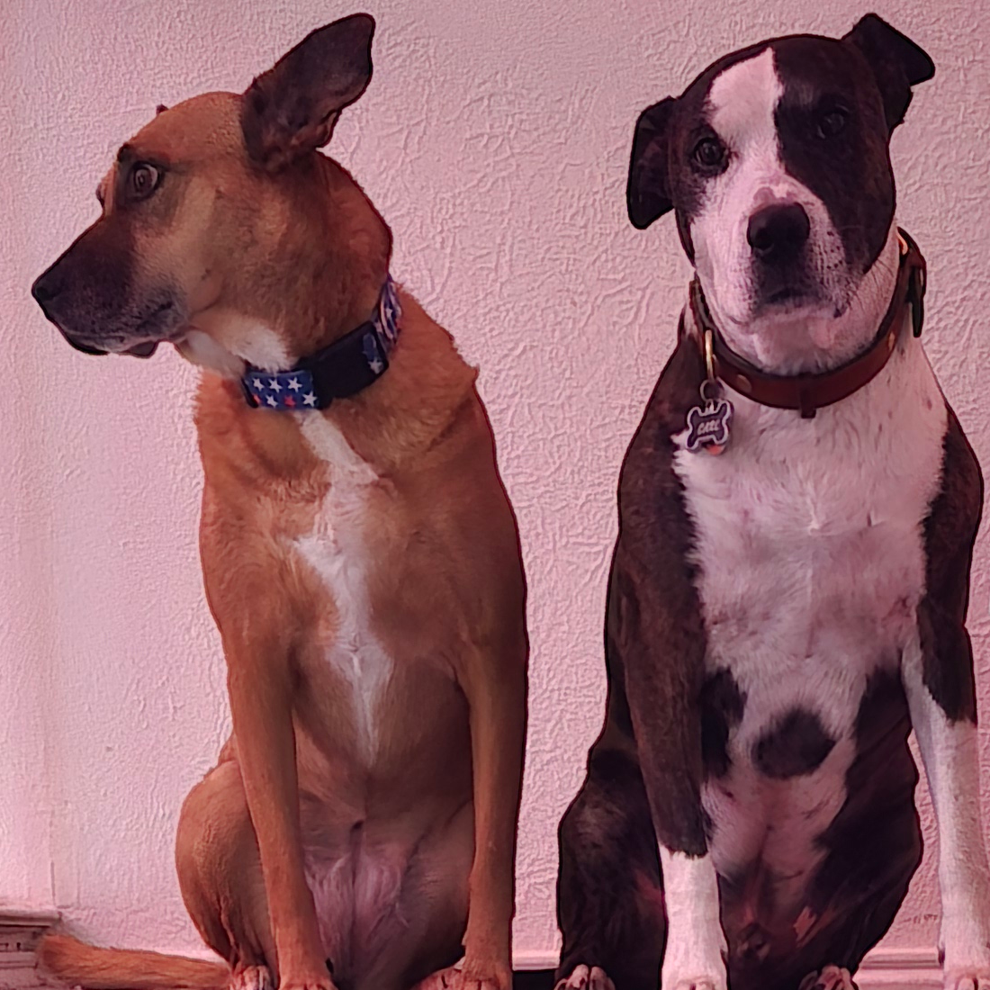 Doggos